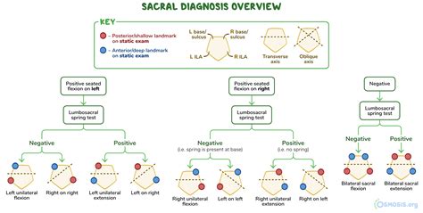 ischial compression test|Diagnosing pelvis somatic dysfunction .